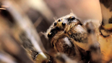 spider close-up